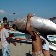 NEGOMBO FISH MARKET